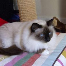 Hellig Birma Aviaaja