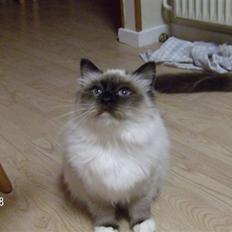 Hellig Birma Aviaaja