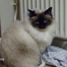 Hellig Birma Avaruna