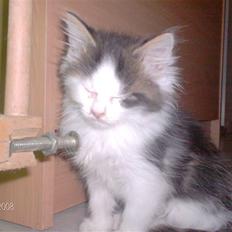 Blanding af racer Kiss