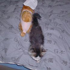 Blanding af racer Kiss