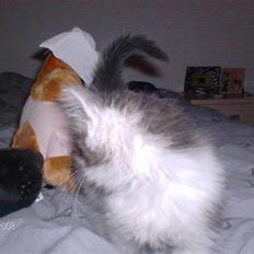 Blanding af racer Kiss