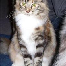 Maine Coon jessie