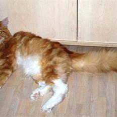 Maine Coon Goliath-Carlos 