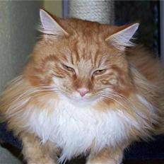 Maine Coon Goliath-Carlos 