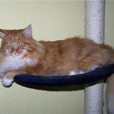 Maine Coon Goliath-Carlos 