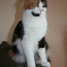 Maine Coon Løve Hulen´s Sunrise