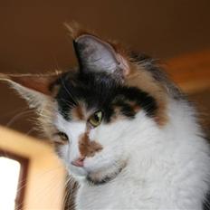 Maine Coon Løve Hulen´s Sunrise