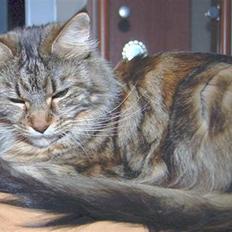 Maine Coon Kafra's Cassie 