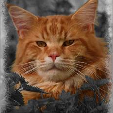 Maine Coon CH M.S. v3-Linden-Brunnen