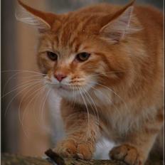 Maine Coon CH M.S. v3-Linden-Brunnen