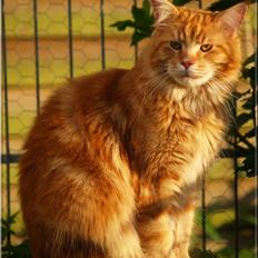 Maine Coon CH M.S. v3-Linden-Brunnen