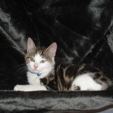 Huskat tiger (lillemis)