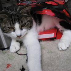 Huskat Oswald