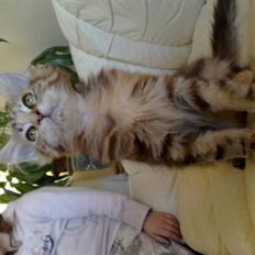 Maine Coon DeDe