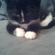 Huskat Kittie *Solgt*