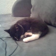 Huskat Kittie *Solgt*