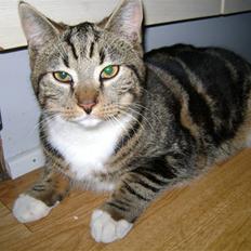 Huskat Viktor