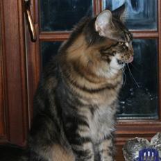 Maine Coon Boromir Big Bear