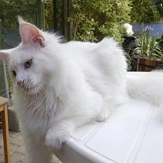Maine Coon Zub Zero