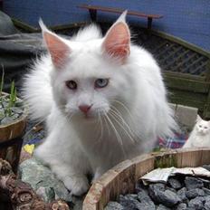 Maine Coon Zub Zero