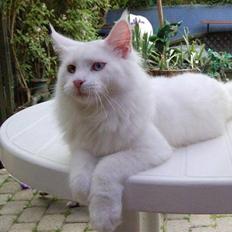 Maine Coon Zub Zero