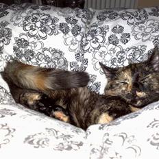 Huskat ,.-´*PEPSI*´-.,