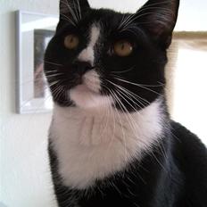 Blanding af racer Futte