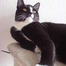 Blanding af racer Futte