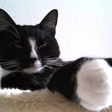 Blanding af racer Futte