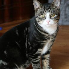 Blanding af racer Pelle