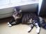 Maine Coon Nemo