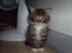 Maine Coon Nemo