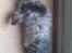 Maine Coon Fia 