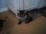 Maine Coon Fia 
