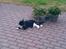 Huskat Oliver - Han er en meget fotogen og smuk kat:)