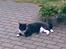Huskat Oliver - Vejret er ikke godt men katten er skøn;)