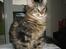 Maine Coon balbooms angelo