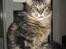 Maine Coon balbooms angelo