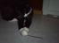 Huskat Felixis - vi "fanger" mus..