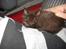 Blanding af racer Chokofant - Yndlings sovested i Thomas skød...