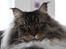 Maine Coon Enzo 