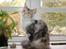 Maine Coon  Berta Bumble Bee P