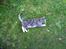 Blanding af racer Kitte Kat †R.I.P.†