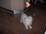 Perser Prins ( aflivet )