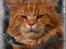 Maine Coon CH M.S. v3-Linden-Brunnen - Hej Jeg hedder Morningstar, og jeg kommer fra Tyskland, her er jeg 13 mdr