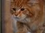 Maine Coon CH M.S. v3-Linden-Brunnen
