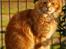 Maine Coon CH M.S. v3-Linden-Brunnen