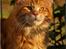 Maine Coon CH M.S. v3-Linden-Brunnen