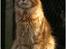 Maine Coon CH M.S. v3-Linden-Brunnen - 2 år